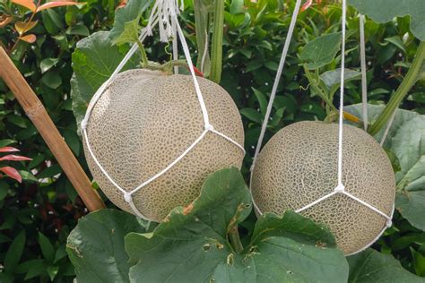 How To Start Growing Cantaloupe Vertically At Home Food Gardening Network