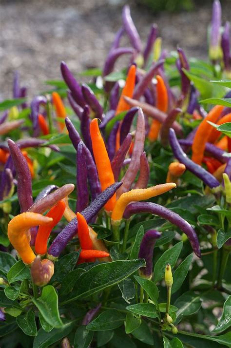 Capsicum Adalah Angel Vegetable