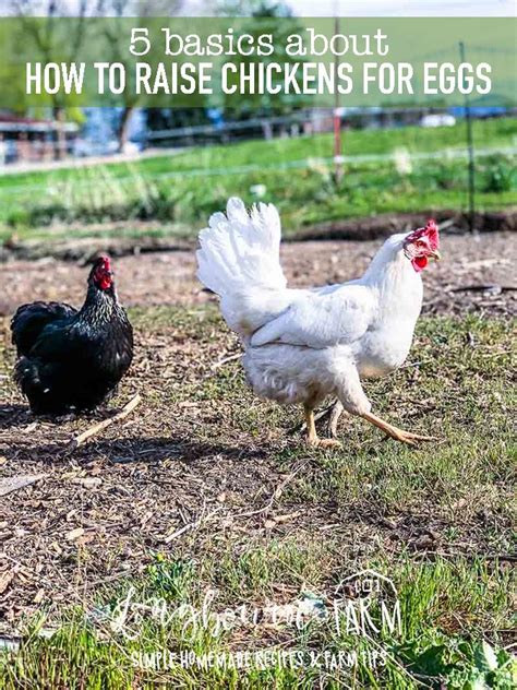 The hen will then skip a day or more before laying again. How to Raise Chickens for Eggs - 5 Things You Need to Know ...