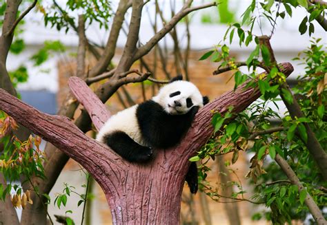 Panda Bear Animals Zoo Trees Relax Sleepy Rest Baby Wallpaper