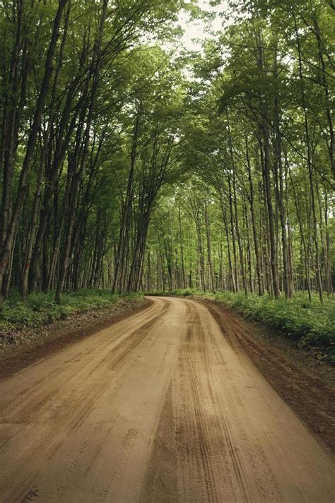 Dirt Road Through Forest 1421506 Stock Photo At Vecteezy