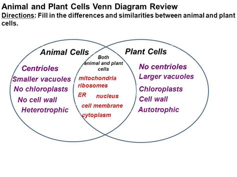 Plants & animal cell venn diagram other contents: 34 Animal Cell And Plant Cell Venn Diagram - Wiring ...
