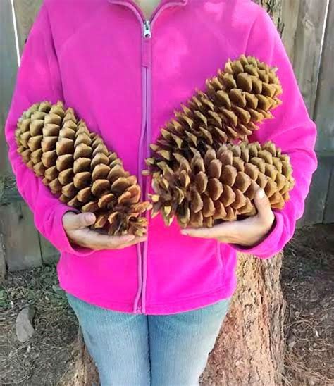 Items Similar To Extra Large Sugar Pine Cones Rustic Country