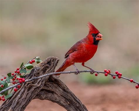 Cardinal Birds Diet Habitat Facts And Lifespan With Images Animalspal