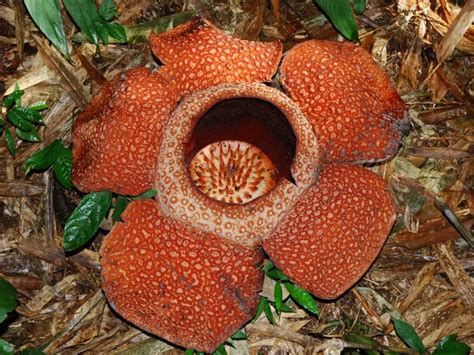 Rafflesia Rafflesia A To Z Flowers