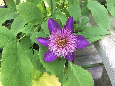 Bluish Purple Clematis The Best Seed Pod Ever When It Is Done Blooming