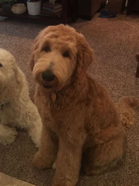 There are some health concerns to be aware of like allergies, bladder infections, cataracts and other eye diseases, and patellar luxation. Goldendoodle Teddy Bear Cut Pictures | Top Dog Information