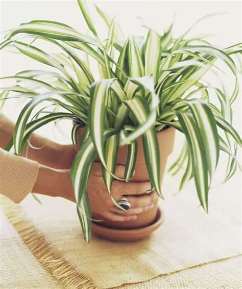 5 Of The Easiest Indoor Plants To Care For