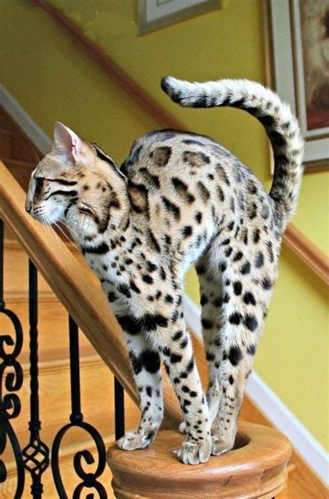 All of the bengal cats we have that are available now and looking for a forever home. Savannah cat - African serval-domestic hybrid # Price up ...