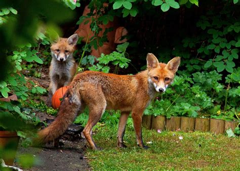 How The Red Fox Adapted To Life In Our Towns And Cities