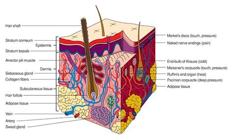 00011049 670×398 Integumentary System Body Systems Skin Structure