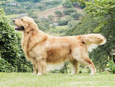 Giống Chó Golden Retriever Giá Bao Nhiêu Khiến Tất Cả Phải Ngỡ