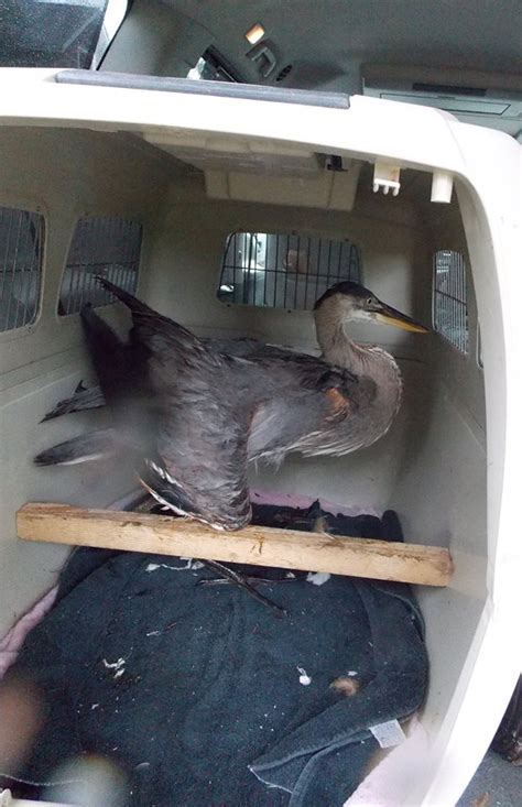 Young Blue Heron Rescue Rehabilitating Orphan And Injured Wildlife