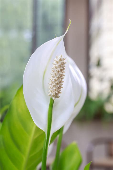 Peace Lily Care How To Care For This Blooming Houseplant