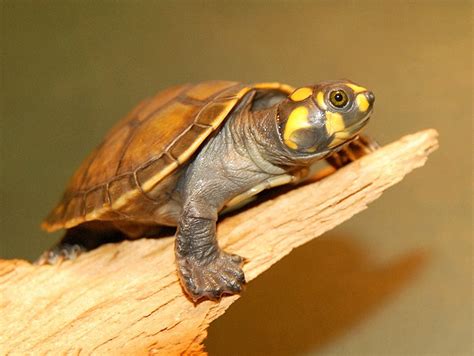 Amazon Yellow Spotted River Turtles For Sale The Turtle Source