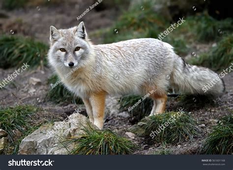 Stare Corsac Fox Vulpes Corsac Stock Photo 561601168 Shutterstock