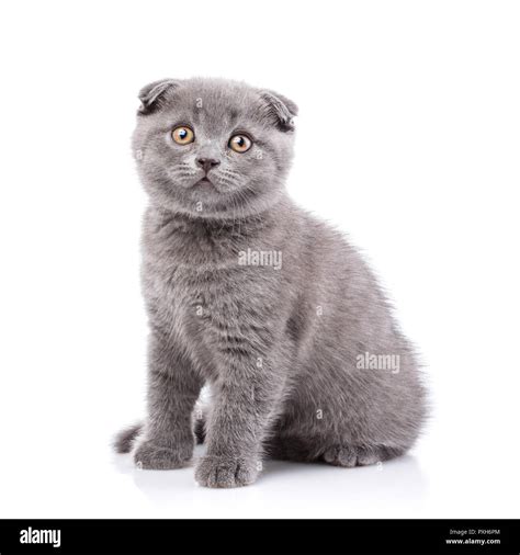 Scottish Fold Kitten Fluffy Kitten Sitting Sideways Isolated O Stock