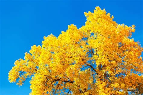 Beautiful Autumn Foliage On A Blue Sky Stock Photo Image Of Gold