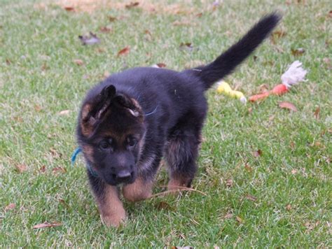 Very sweet, a touch shy but no aggression whatsoever. Vollmond - German Shepherd Puppies For Sale | Chicago ...