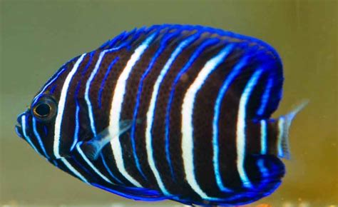 Blueface Angelfish Photo And Wallpaper Cute Blueface Angelfish Pictures