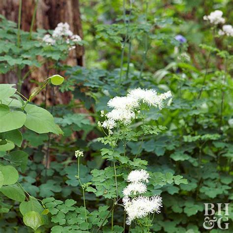 Meadow Rue Better Homes And Gardens