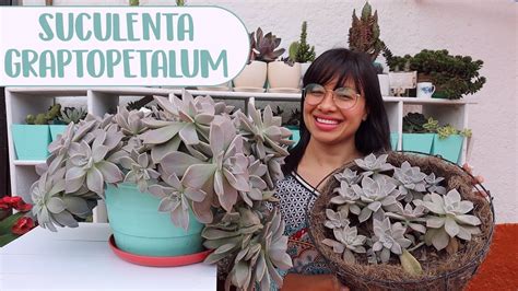 Cuidados Del Graptopetalum Paraguayense Nucleo Jardin