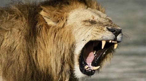 Lion Angry Roar Sound Effect Mp3 Sound Effects Free Download