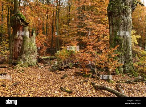 Deciduous Woody Hi Res Stock Photography And Images Alamy