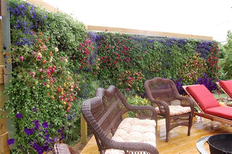 Old standbys like viburnum and boxwoods remain popular for creating living screens, but there are many other varieties that add interest, beauty and privacy to the landscape. MY home deck featuring my beaqutiful green wall installed ...