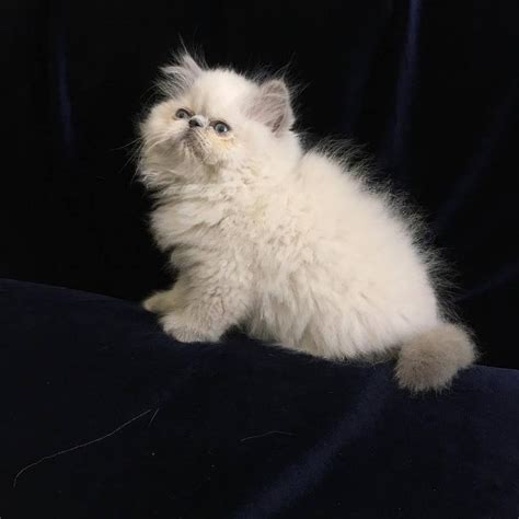 Chinchilla Persian Male And Female Kittens Ready To New Home Now For