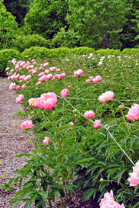 My Herbaceous Peony Garden The Martha Stewart Blog