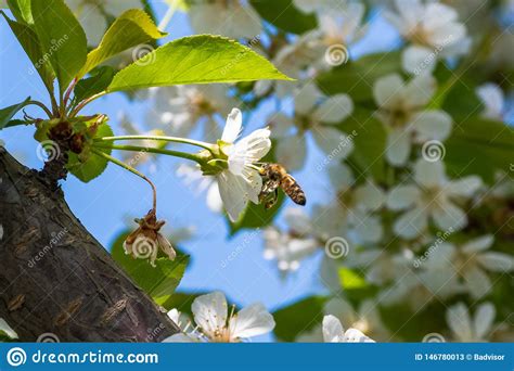 Honey Bee Pollination Process Stock Image Image Of Macro Insect