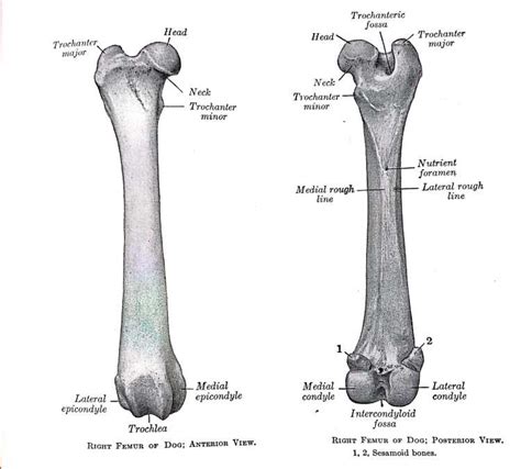 Femur Gross Anatomy Anjani Mishra