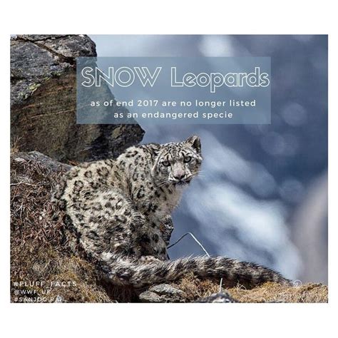 For The First Time In 45 Years Snow Leopards Are No Longer Classified