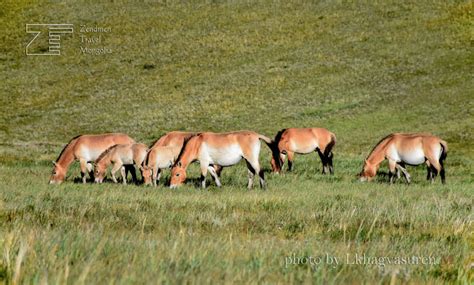 Takhi Wild Horse Zendmen Travel Mongolia