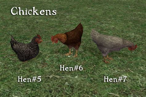 Pbk Counting Your Chickens Chickens 5 7 Chickens Sims Pet Cage