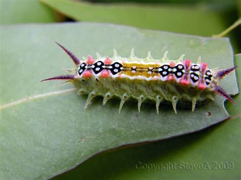 Four Spotted Cup Moth Caterpillar Project Noah
