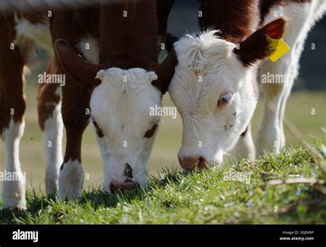 Portrait Of Two Calves In Pasture Grazing Side By Side Stock Photo Alamy