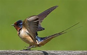 Barn Swallow | San Diego Bird Spot