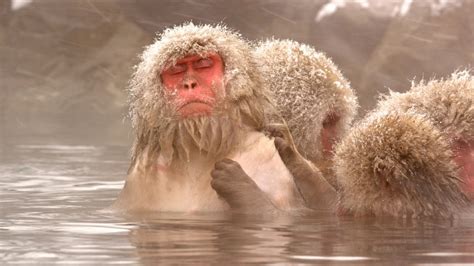Interesting Facts About Snow Monkey Youtube