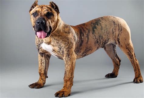 Did you ever wonder what type of dog he was? What kind of dog is a Scooby do? Great Dane Dog