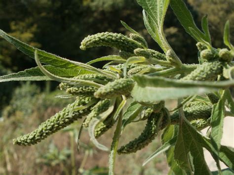They occur in temperate regions of the northern hemisphere and south america. Second-Growth Timber: Ragweed