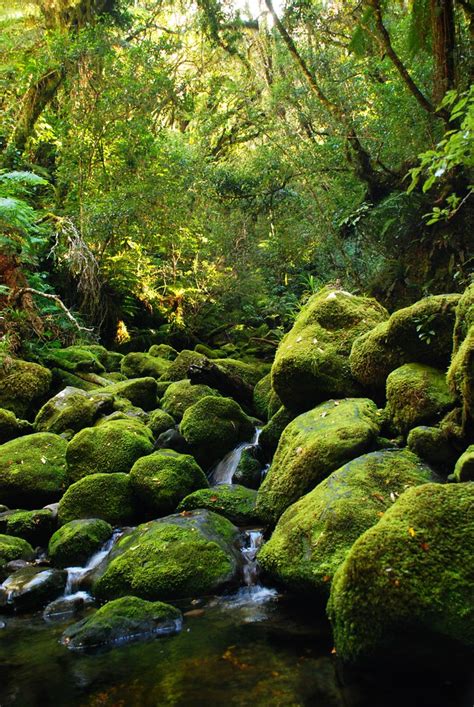 Green Beauty Hiking Through The Lush Green Bush On The Pou Flickr