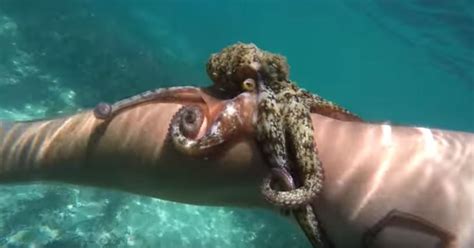 Watch An Octopus Attack A Snorkeler And Kill Him With Cuteness Cnet