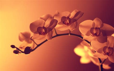 Free Screensaver Wallpapers For Orchid Orchid Wallpaper Flower Close