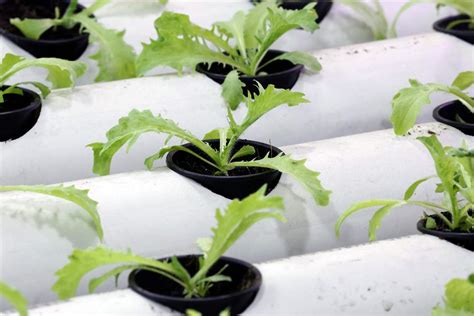 Our business is focused on urban and commercial solution ranging from greenhouse. Urban aquaponic farm - The Blade