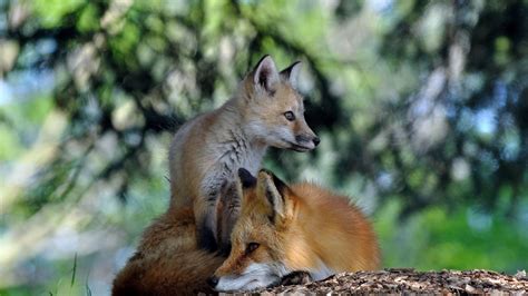 Download Wallpaper 1600x900 Fox Couple Lie Grass Forest Widescreen