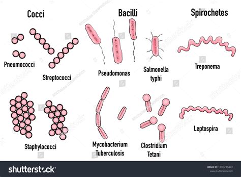 Shapes Bacteria Cocci Bacilli Spirochetes Education Stock Illustration
