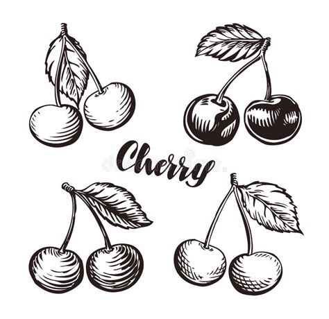 Cherry Sketch Fruits Vector Illustration Stock Vector Illustration