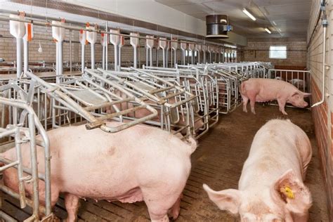 ᐉ Как правильно кормить свиней в домашних условиях
